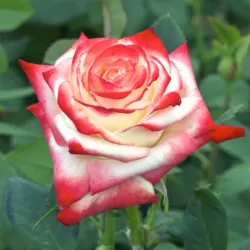 Rožė - Rosa IMPERATRICE FARAH ®