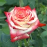 Rosa IMPERATRICE FARAH ®