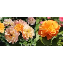 Rožė - Rosa TEQUILA ®