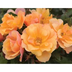 Rožė - Rosa TEQUILA ®