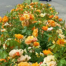 Rožė - Rosa TEQUILA ®