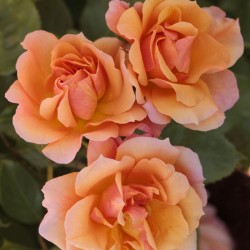 Rožė - Rosa TEQUILA ®
