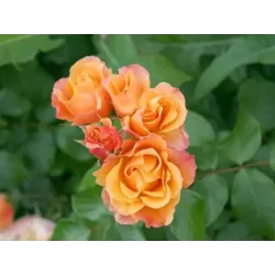 Rožė - Rosa TEQUILA ®