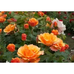 Rožė - Rosa TEQUILA ®