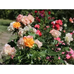 Rožė - Rosa TEQUILA ®