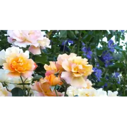 Rožė - Rosa TEQUILA ®