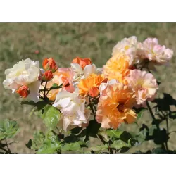 Rožė - Rosa TEQUILA ®