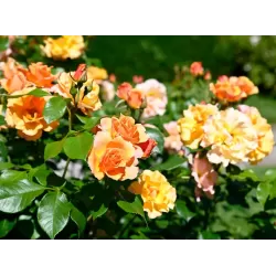 Rožė - Rosa TEQUILA ®