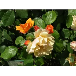 Rožė - Rosa TEQUILA ®