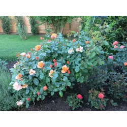 Rožių krūmai internetu su pristatymu į namus