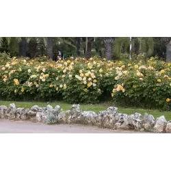 Rožių krūmai internetu su pristatymu į namus