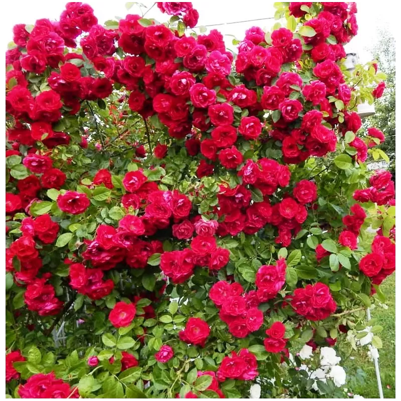 Rožė - Rosa FLAMMENTANZ ®