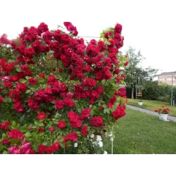 Rožė - Rosa FLAMMENTANZ ®