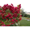 Rožė - Rosa FLAMMENTANZ ®