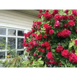 Rožė - Rosa FLAMMENTANZ ®