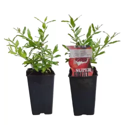 Egzotiniai augalai internetu