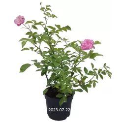 Rožių sodinukai internetu su pristatymu į namus