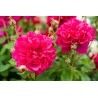 Rožė - Rosa THOMAS A BECKET ®