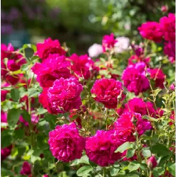 Rožė - Rosa THOMAS A BECKET ®