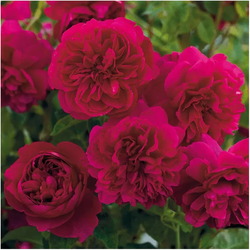 Rožė - Rosa THOMAS A BECKET ®