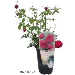 Rožė - Rosa THOMAS A BECKET ®