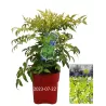 Vaistinė nandina - Nandina domestica LEMON LIME