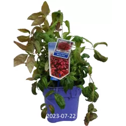 Užsisakyk augalus pavasariui jau dabar