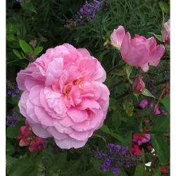 Rosa The MAYFLOWER  ®