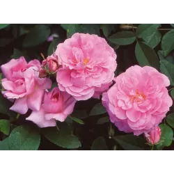 Rosa The MAYFLOWER  ®