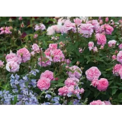 Rosa The MAYFLOWER  ®