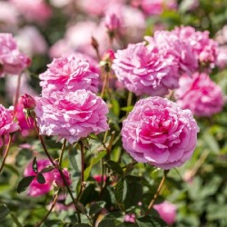 Rožė - Rosa The MAYFLOWER ®