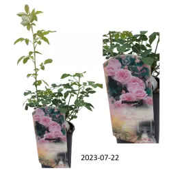 Rosa The MAYFLOWER  ®