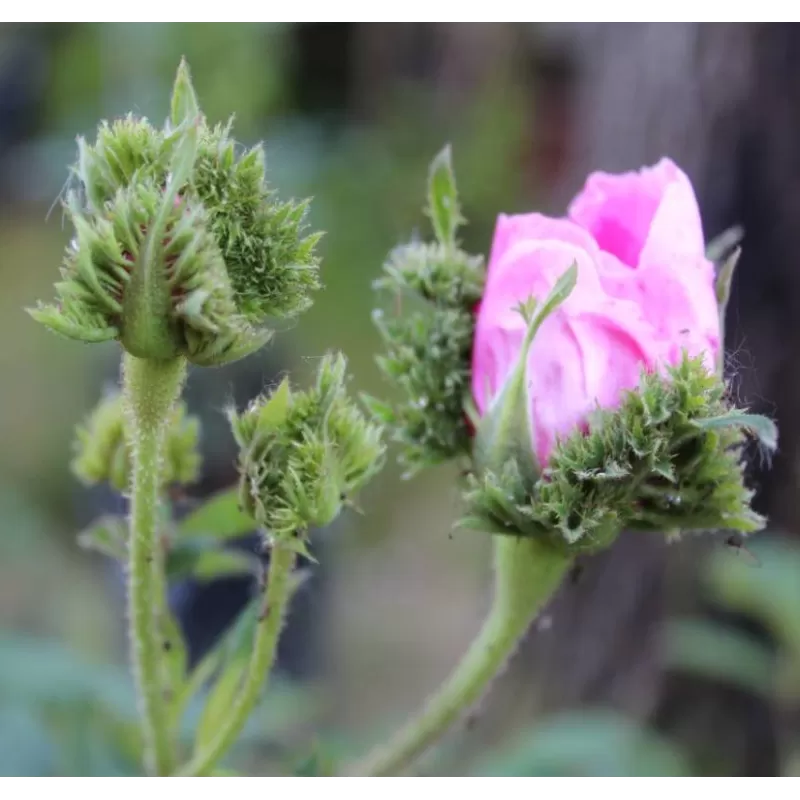Rosa CHAPEAU DE NAPOLEON
