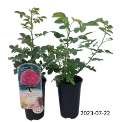 Rožė - Rosa CHAPEAU DE NAPOLEON