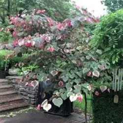 Cercis canadensis CAROLINA SWEETHEART