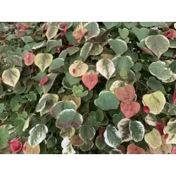 Kanadinis cercis - Cercis canadensis CAROLINA SWEETHEART užsakymas 2026 m