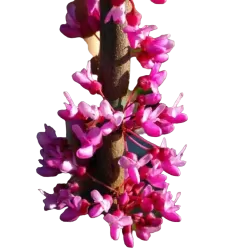Cercis canadensis CAROLINA SWEETHEART