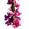 Cercis canadensis CAROLINA SWEETHEART