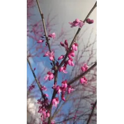 Kanadinis cercis - Cercis canadensis CAROLINA SWEETHEART užsakymas 2026 m