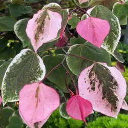 Kanadinis cercis - Cercis canadensis CAROLINA SWEETHEART užsakymas 2026 m