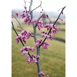 Kanadinis cercis - Cercis canadensis CAROLINA SWEETHEART užsakymas 2026 m