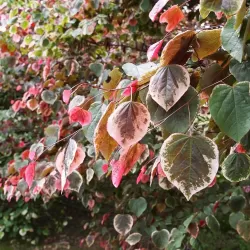Cercis canadensis CAROLINA SWEETHEART