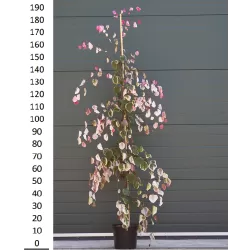 Cercis canadensis CAROLINA SWEETHEART