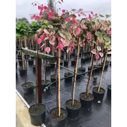 Kanadinis cercis - Cercis canadensis CAROLINA SWEETHEART užsakymas 2026 m