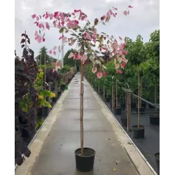 Cercis canadensis CAROLINA SWEETHEART