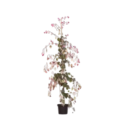 Cercis canadensis CAROLINA SWEETHEART