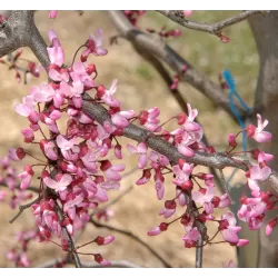 Kanadinis cercis - Cercis canadensis RUBY FALLS