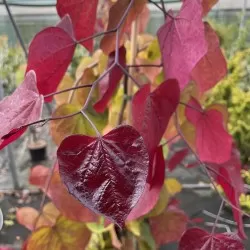 Kanadinis cercis - Cercis canadensis RUBY FALLS