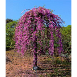 Cercis canadensis RUBY FALLS