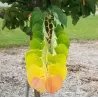 Cercis canadensis THE RISING SUN